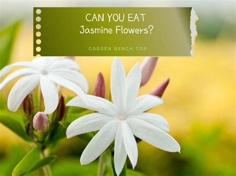 Are Jasmine Flowers Edible, and Can Their Fragrance Inspire Culinary Creativity?