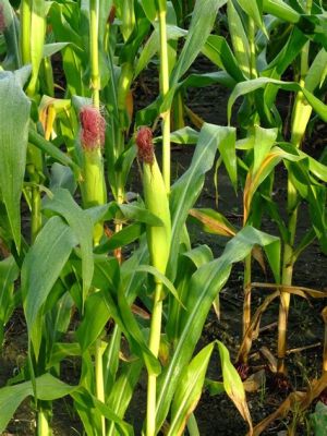 does corn have flowers? does corn have any edible parts that resemble flowers?