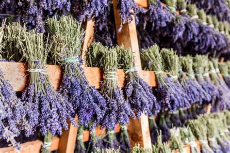 what to do with dried lavender flowers: exploring the versatility of dried lavender in various settings