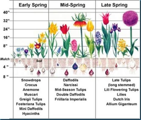 When to Plant Spring Flowers: Unraveling the Timing and Techniques Behind Floral Bliss