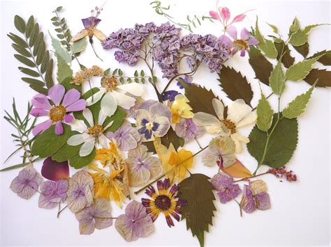 where to buy pressed flowers and the art of preserving nature's delicacies in a modern context